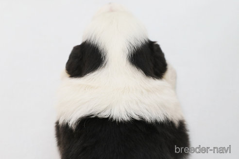 成約済の神奈川県のボーダーコリー-324644の2枚目